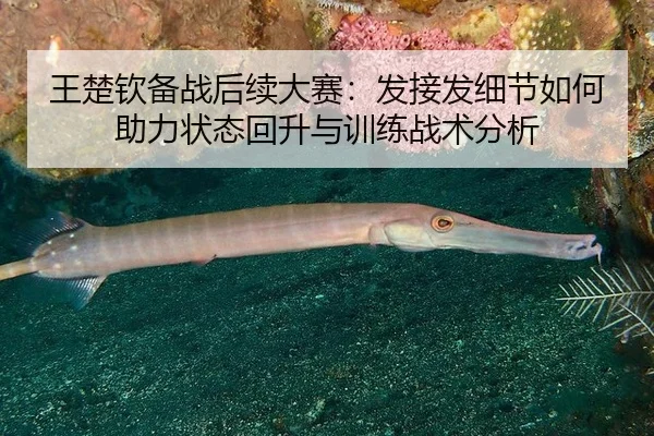 王楚钦备战后续大赛：发接发细节如何助力状态回升与训练战术分析